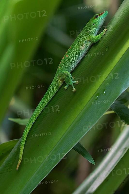 Madagascar Day Gecko (Phelsuma madagascariensis)
