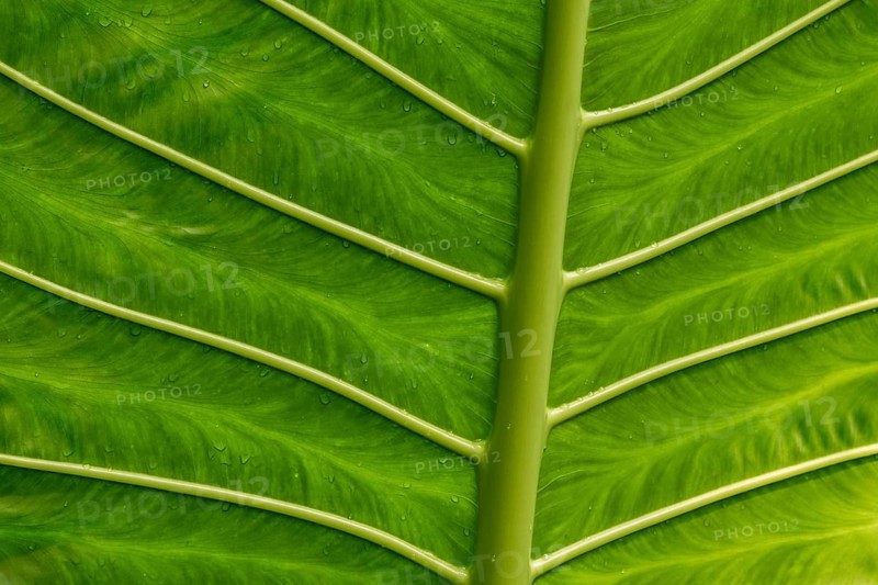 Giant Alocasia (Alocasia macrorrhiza)