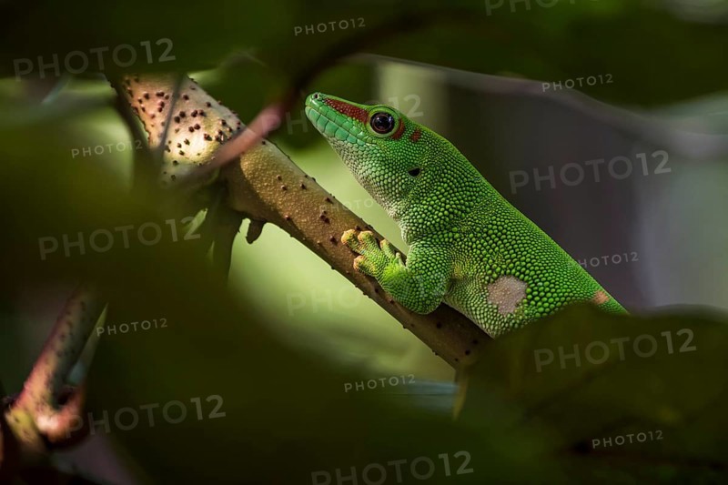 Madagascar Day Gecko (Phelsuma madagascariensis)