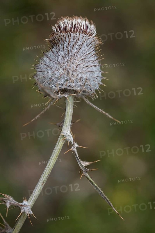 Woolly thistle (Cirsium eriophorum)