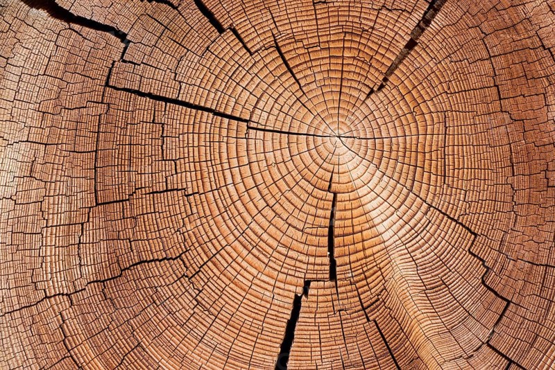 Cross section of tree trunk with annual rings