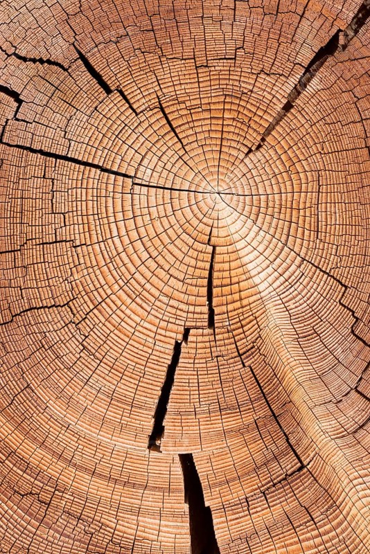 Cross section of tree trunk with annual rings