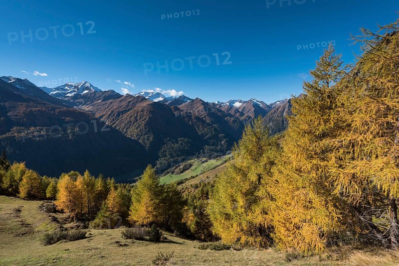 Yellowed European larches (Larix decidua)