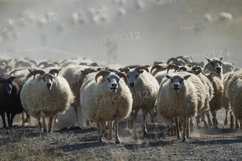 Domestic sheep (Ovis aries)