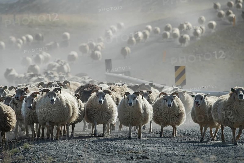 Domestic sheep (Ovis aries)