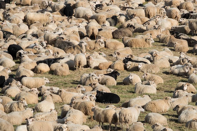 Sheep (Ovis aries) in a pen