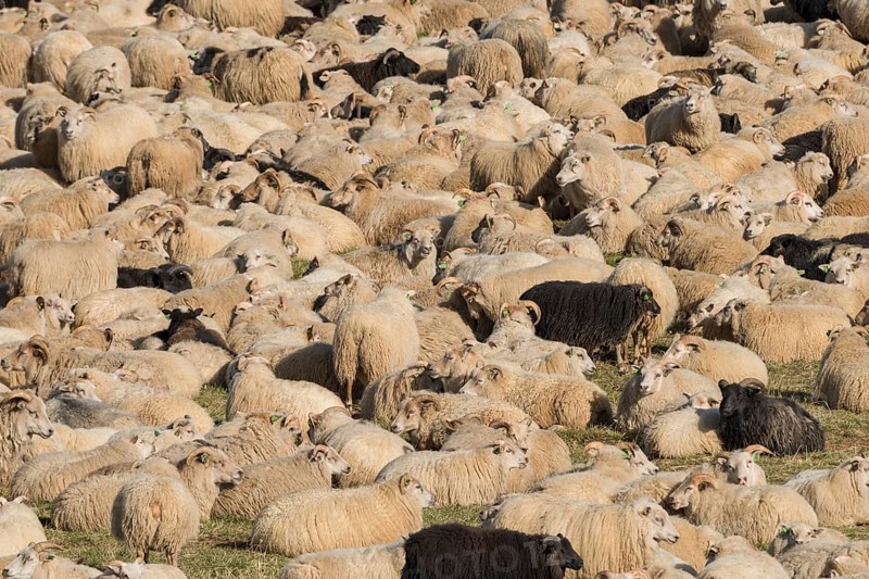 Sheep (Ovis aries) in a pen