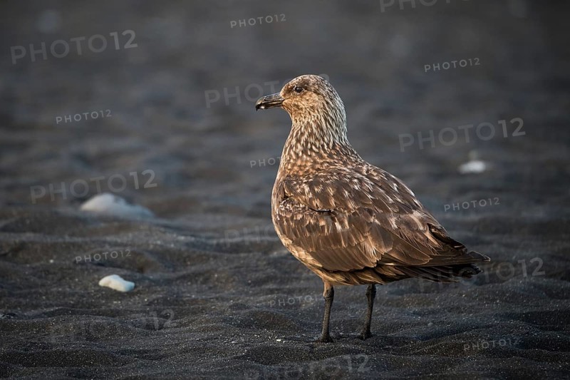 Great skua (Stercorarius skua) on the beach