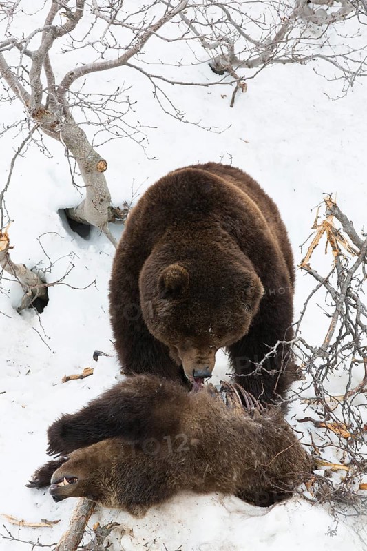 Brown bear (Ursus arctos) eating