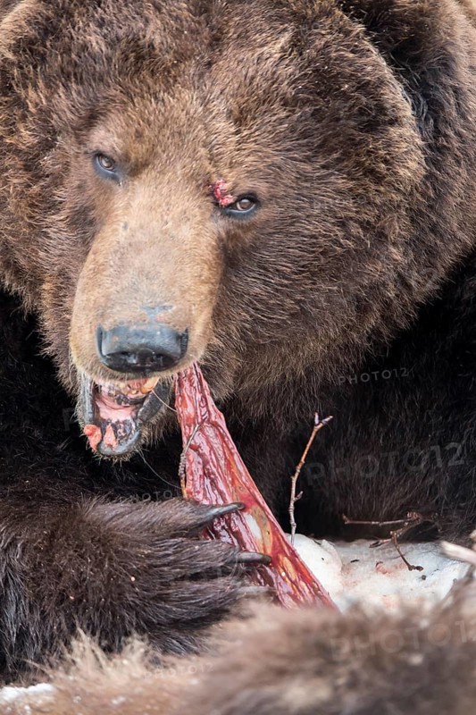 Brown bear (Ursus arctos) eating