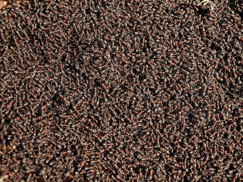 Ant colony