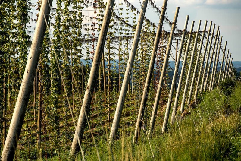 Hop garden shortly before harvest in Siegburg