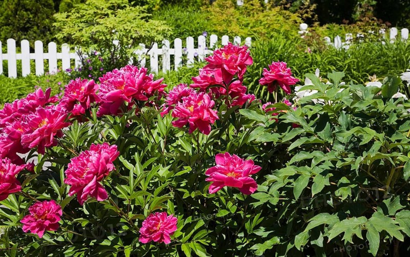 Pink Peony flowers (Paeonia sp.) and white wooden picket fence in front yard country garden