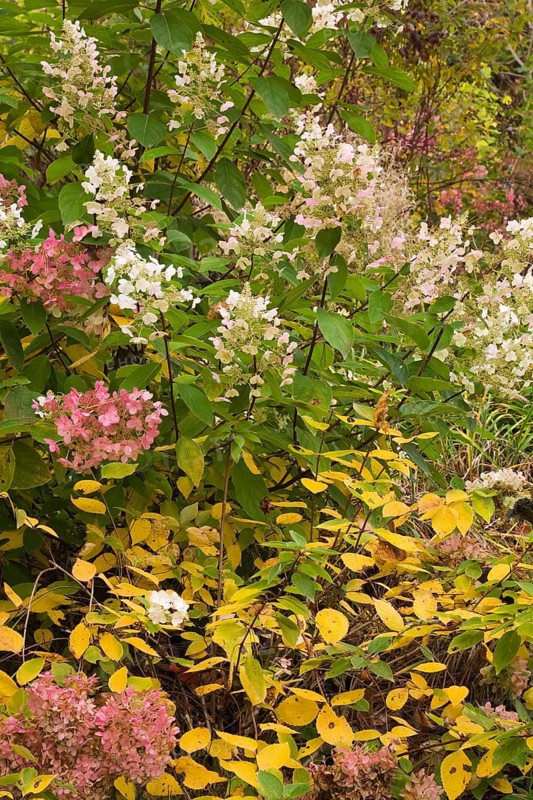 Smooth Hydrangea or Wild Hydrangea (Hydrangea arborescens)