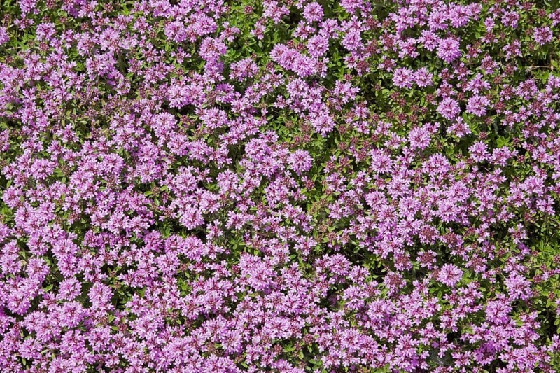 Orpine (Hylotelephium anacampseros)