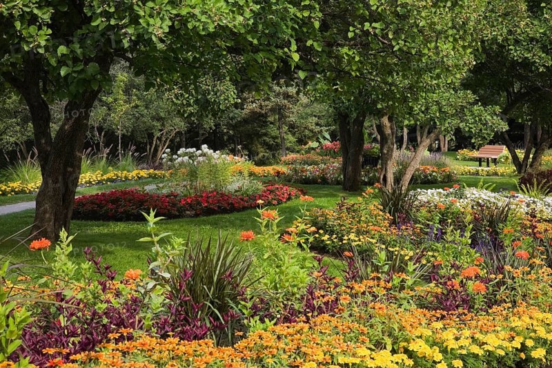 Border with Tagetes (Tagetes sp.) and Zinnia (Zinnia sp.) flowers
