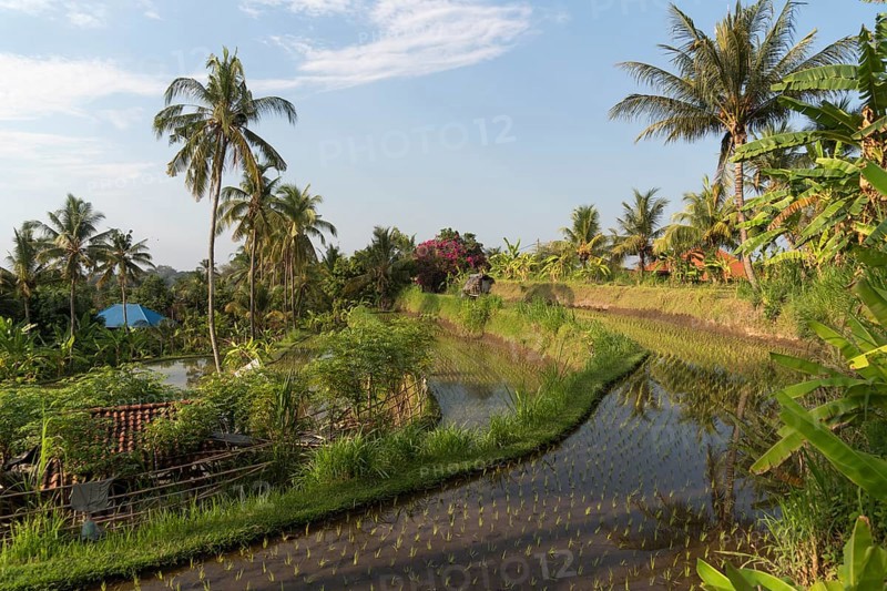 Rice paddies in Banjar