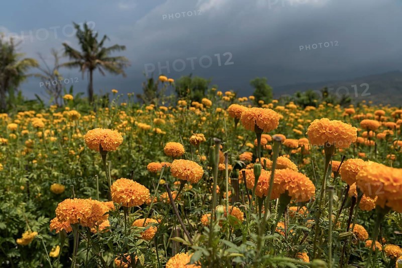 Field with tagetes flowers (Tagetes)