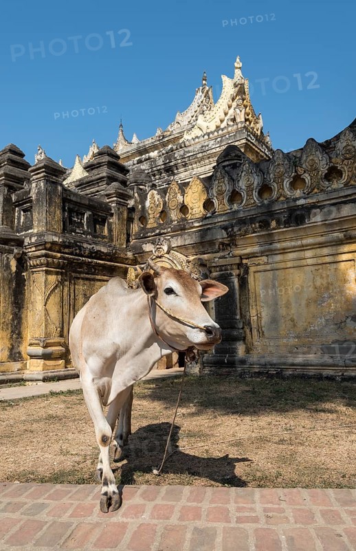 Cow outside Maha Aungmye Bonzan or Mahar Aung Mye Bon San