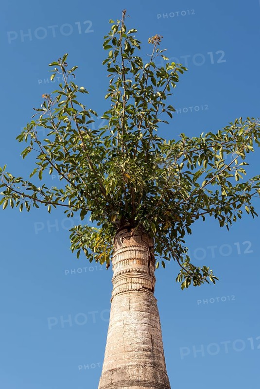 Tree overgrowing a stupa at Shwe Inn Thein Paya