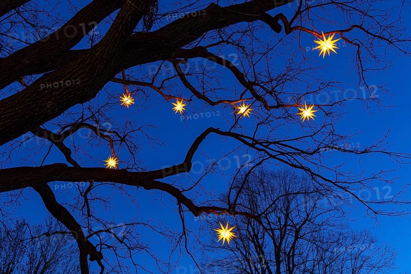 Stars shining on bare tree