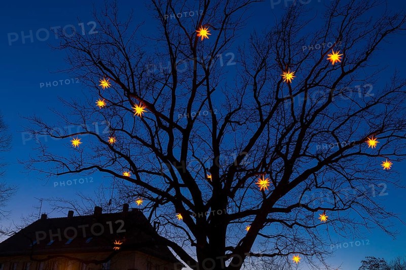 Stars shining on bare tree