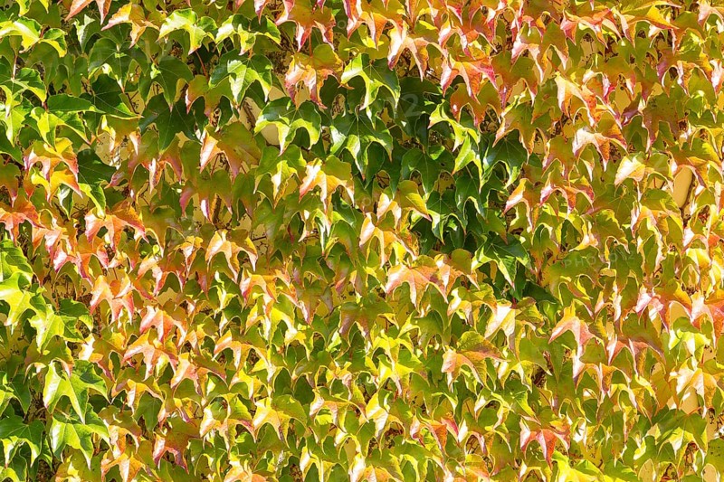 Woodbine (Parthenocissus tricuspidata)