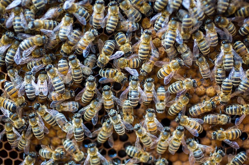 European honey bees (Apis mellifera) sealing brood comb