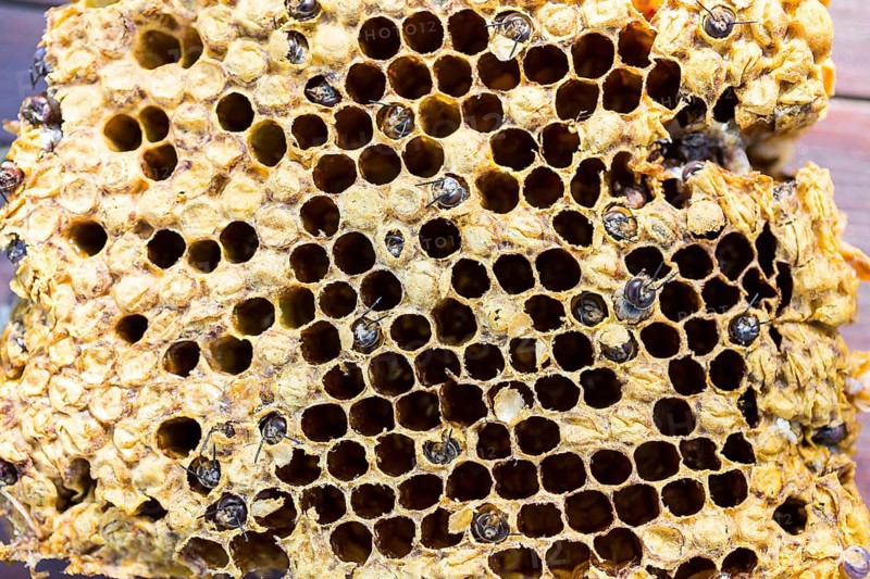 European honey bees (Apis mellifera)