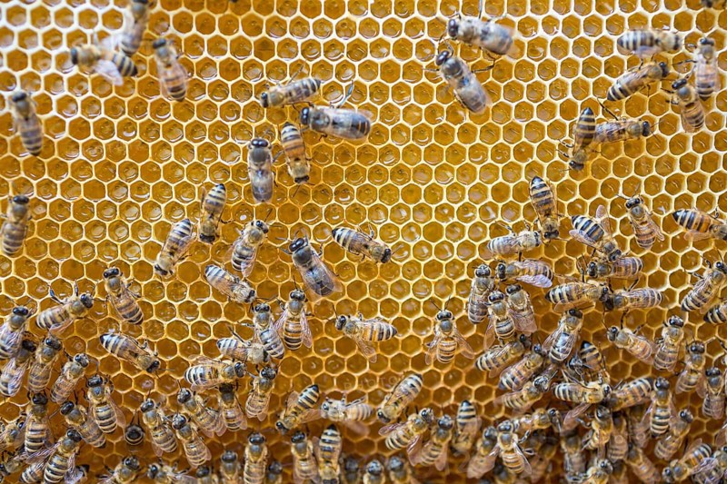 European honey bees (Apis mellifera) on honeycomb in hive