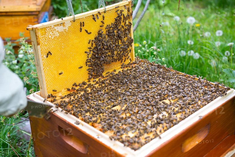 European honey bees (Apis mellifera) on frame in hive