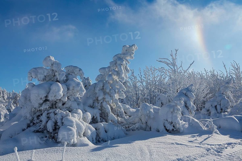 Spruces with snow