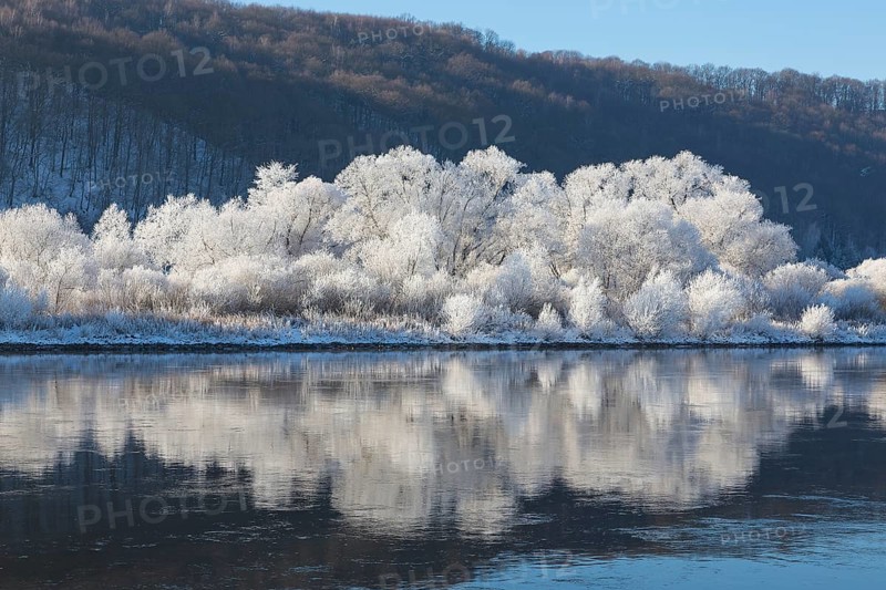 Bushes with hoarfrost reflected in the water of the Elbe
