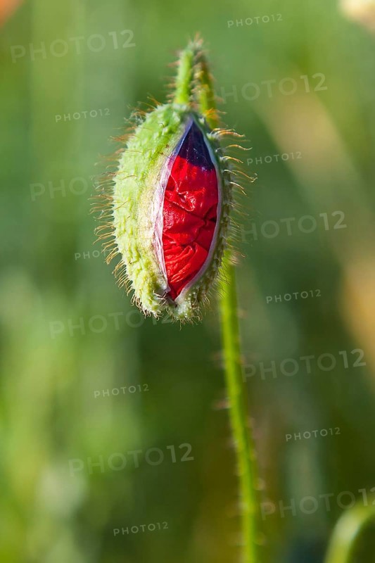 Bud of Poppy flower (Papaver) in a field
