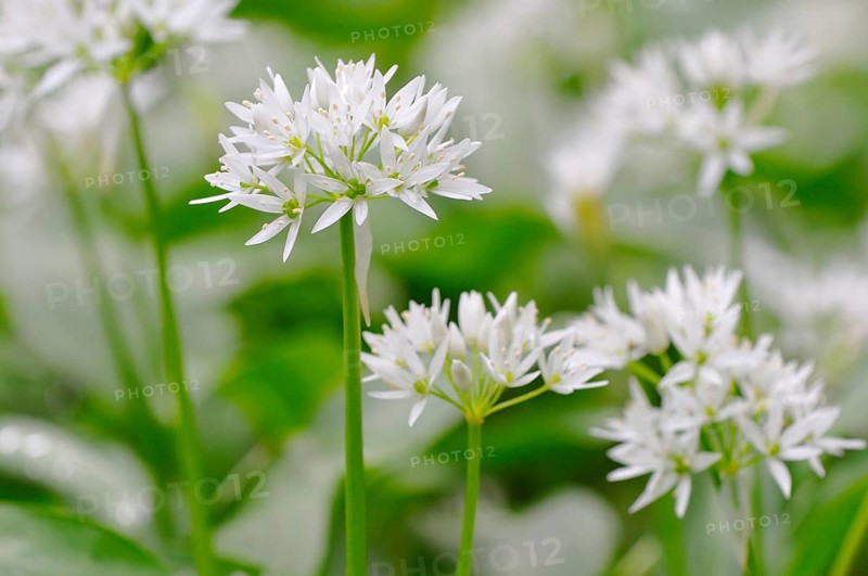 Wild garlic (Allium ursinum) flowers