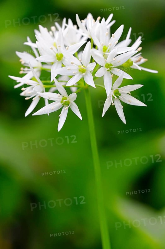 Wild garlic (Allium ursinum) flower
