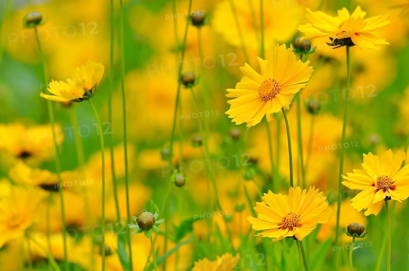 Calliopsis or tickseed (Coreopsis)