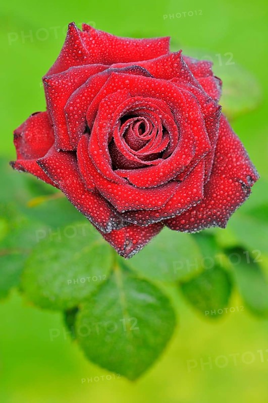 Red rose with raindrops