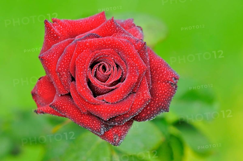 Red rose with raindrops