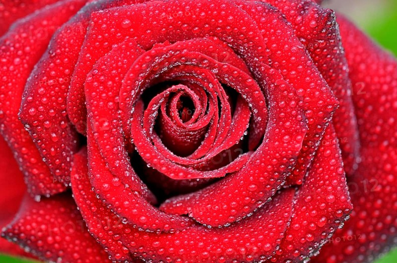 Red rose with raindrops