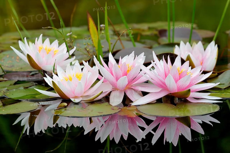 Pinky white water lilies (Nymphaea sp.) with reflection in the water