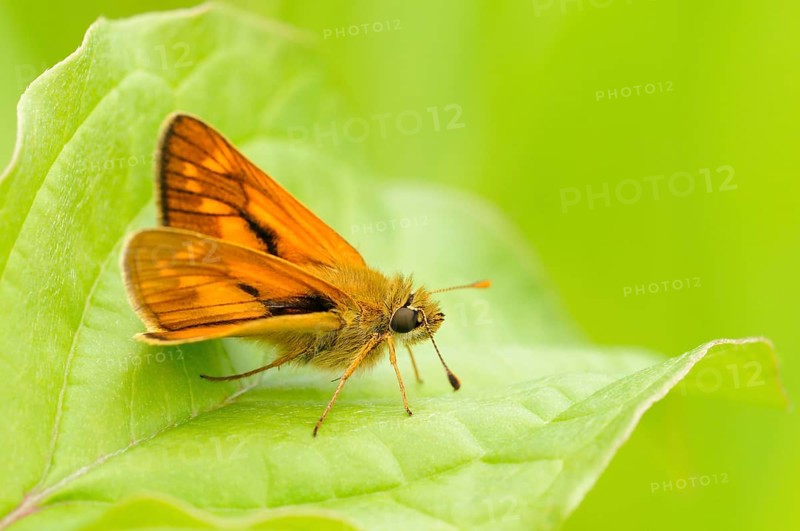 Large skipper (Ochlodes sylvanus) sitting on leaf