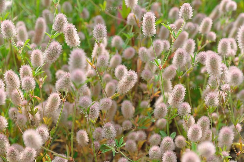 Rabbitfoot clover (Trifolium arvense) by roadside