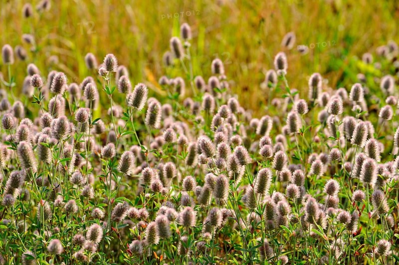 Rabbitfoot clover (Trifolium arvense) by roadside