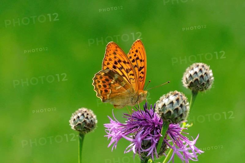 Silver-washed fritillary (Argynnis paphia) sitting on brown knapweed (Centaurea jacea)