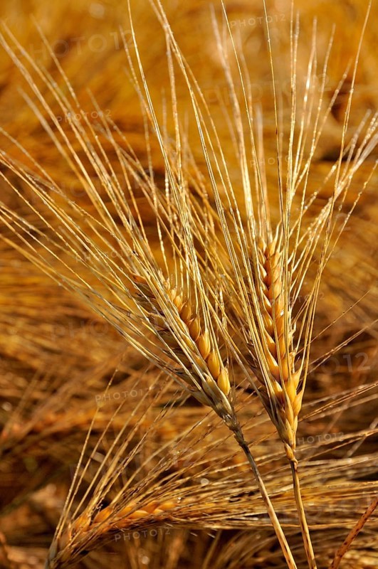 Barley (Hordeum vulgare) ears