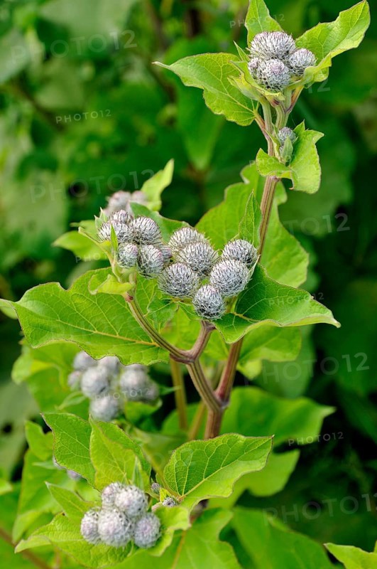 Downy burdock or woolly burdock (Arctium tomentosum) flower buds
