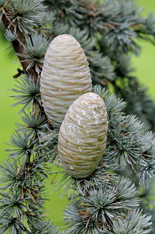 Blue Atlas cedar (Cedrus atlantica cv. glauca)