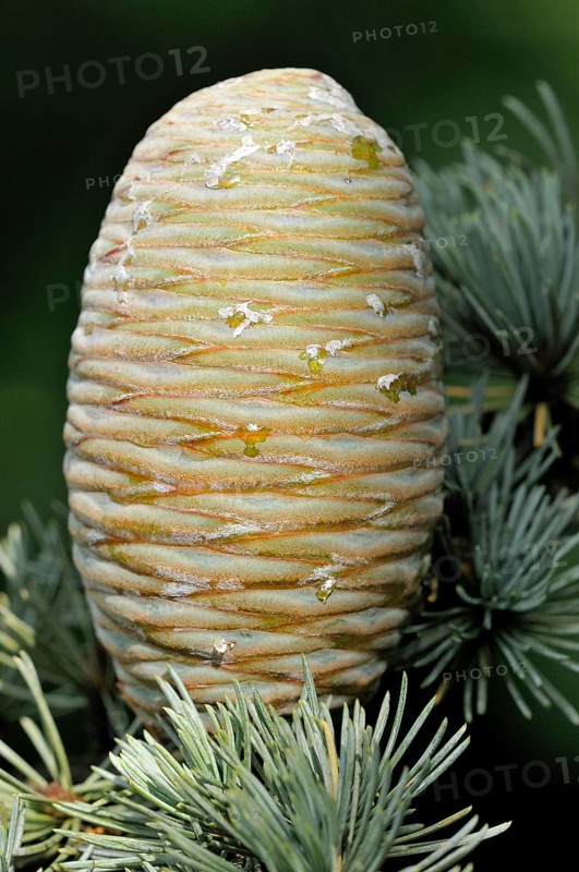 Blue Atlas cedar (Cedrus atlantica cv. glauca)