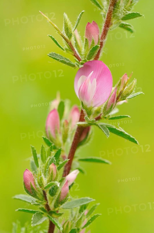 Spiny Restharrow (Ononis spinosa)